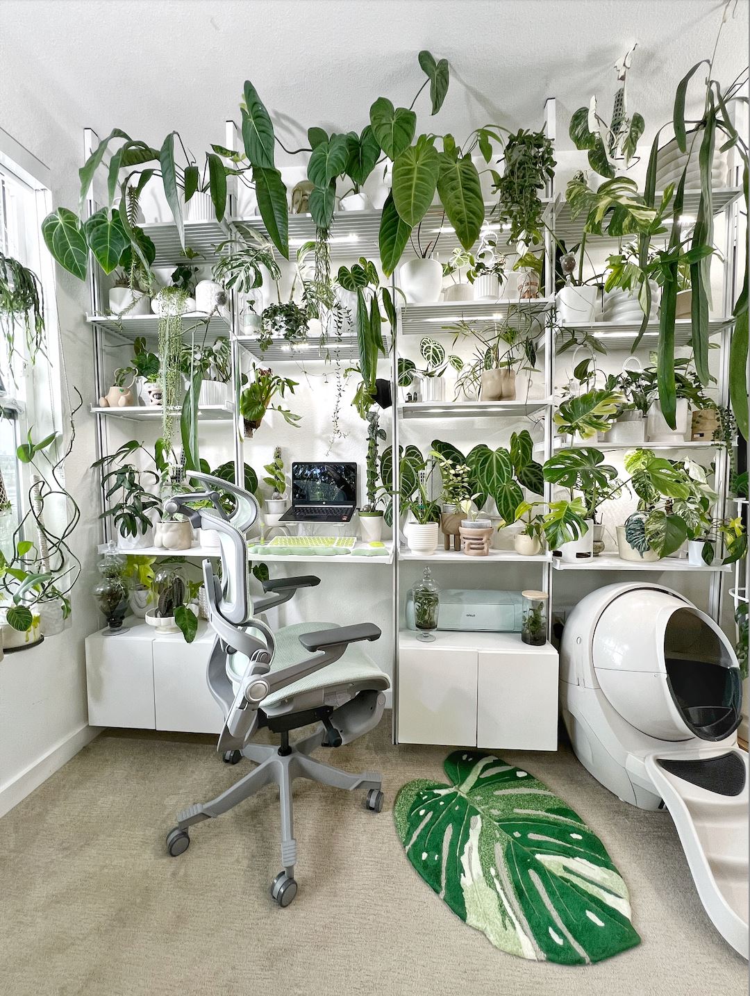Renter Uses Shelves to House His Plant Collection